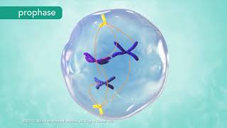 M Phase of the Cell Cycle [upl. by Aivata]