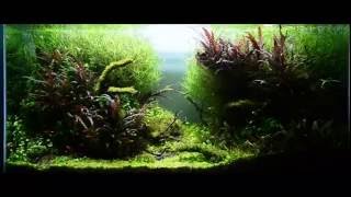 Aquascape 90cm x 45cm x 45cm Bali [upl. by Figge]