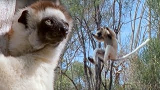 Sifaka Lemurs Jumping Around  Attenborough  BBC Earth [upl. by Asseret657]