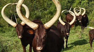 Ancient Egyptian long Horned cattle only found in East Africa [upl. by Secilu]