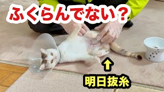 抜糸前日にまたお腹が膨らんできた様子の保護子猫 [upl. by Alvira]