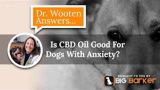 Is CBD Oil Good For Dogs With Anxiety [upl. by Aileon]