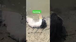 giant Gray heron giant herons hunting farm shorts viralvideo [upl. by Oned774]