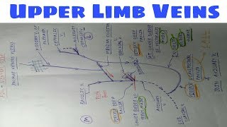 Venis of Upper Limb  Part 3  Diagram  The Charsi of Medical Literature  TCML [upl. by Worrell]