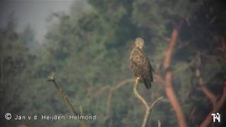 Zeearend Beuven Strabrechtse Heide UHD 4K Natuurkanaal [upl. by Nosnirb]