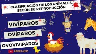 ANIMALES OVÍPAROS VIVÍPAROS Y OVOVIVÍPAROS PARA NIÑS [upl. by Ettenay593]