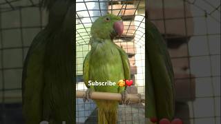 Parrot talking video parrot parrotentertainment beautifulparrot parrotlover [upl. by Natsud]