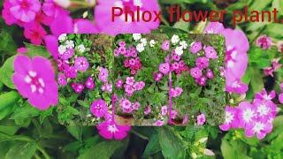 phlox flower plant [upl. by Cesare543]