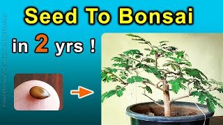 how to collecting bonsai tree specimen from the wild forest woods hills  yamadori [upl. by Kcod3]