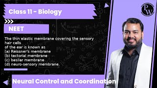 The thin elastic membrane covering the sensory hair cells of the ear is known as a Reissners [upl. by Ibed142]