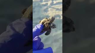 Twoheaded turtle discovered Hilton Head animal faces 1100 odds of survival [upl. by Carena903]