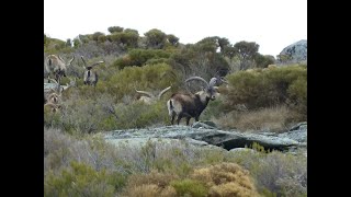 GREDOS IBEX HUNT 2024 PRO HUNTING SPAIN SPANISH IBEX HUNT SPAIN EUROPE [upl. by Lennahs]