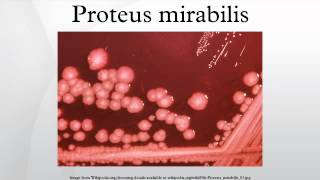 Proteus mirabilis [upl. by Astraea]