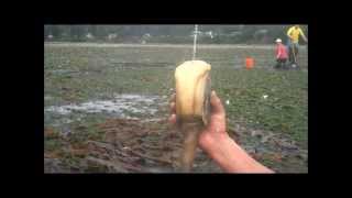 Geoduck Clamming Sequim Bay WA 98382  Lifestyle [upl. by Rape]