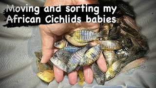 Moving and sorting my African Cichlids babies obpeacock peacockcichlid electricbluehap [upl. by Elfrieda816]