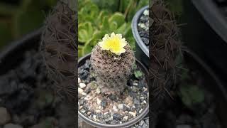 copiapoa Humilis [upl. by Laud]