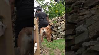 POWERFUL Boerboel Female on the HIll boerboelpuppies canecorso dogs doglovers dogshorts [upl. by Kwabena]