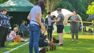 Konopiste 2023 Dachshunds Club Show Czech Republic longhaired miniature Evasion MCKINTOSH JCW [upl. by Bela597]