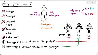 165 Genes Alleles Dominant Recessive Codominance Etc Cambridge AS A Level Biology 9700 [upl. by Airdnaxila]