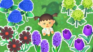 How Fast Can I Get EVERY FLOWER in Animal Crossing New Horizons [upl. by Lundt]