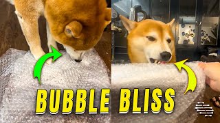 Dogs Bubble Wrap Nibbling Bliss [upl. by Yeblehs664]