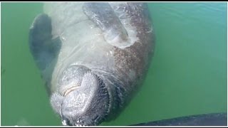 Cute Florida manatee rolling over [upl. by Digirb]