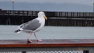 Adult western gull walking majestically at San Francisco California United States [upl. by Haissem]