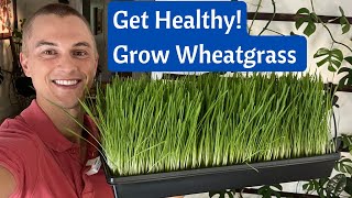 Grow WHEATGRASS Juice at Home in 8 Days  Incredible Health Benefits  Fast amp Cheap [upl. by Inaej]