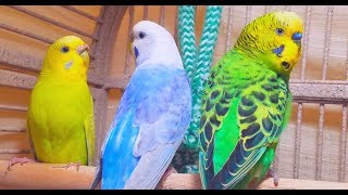 A unique recording of 10 Hr parakeet birds singing to help people relax and rid of anxiety [upl. by Elokkin649]