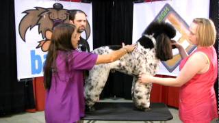 Sue amp Jay critique a parti poodle used in grooming competition [upl. by Dorina]