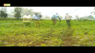 Smart Farm  Soy Bean Farming [upl. by Ained]