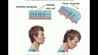 Anatomy  Physiology of the Utricle amp Saccule Otolithic Organs [upl. by Segroeg218]