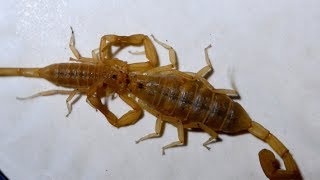 Incredible Scorpion Mating Ritual Leads To Birth [upl. by Haila]