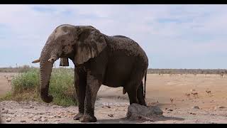 Etosha National Park [upl. by Acenes]