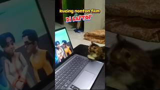 Kucing nonton film di laptop shorts anakkucingliar babycat kitten kucingkampung [upl. by Nostrebor]