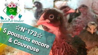 ☆N°173☆ Encore 5 poussins amp Couveuse en route Adieu Gloussette Nourriture poulets Coup de gel [upl. by Zobkiw]