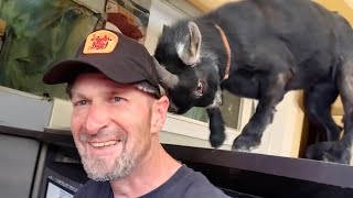 Headbutt Love 😂 Funny Moments Between Humans and Animals [upl. by Rind153]