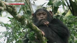 Chimpanzee Trailer [upl. by Helali]