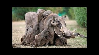 10 Fascinating Symbiotic Relationships Between Animals [upl. by Atinehc]