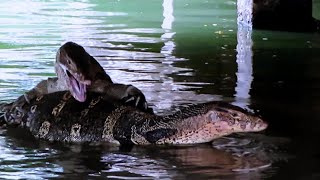 Monitor Lizards Mating In A Bangkok Park [upl. by Nerrawed]