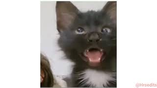 Cross Eyed Cat Meme  Viral Cat Saying Huh Meme 😺New Black Kitten Meme 😂Cat Haan Meme Orginal Video [upl. by Inger912]