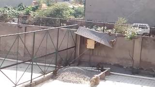 Naughty Monkeys at BSACET Hostel Mathura [upl. by Olegna464]