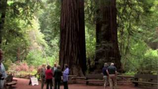 Muir Woods National Monument Tour [upl. by Aix]