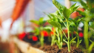 Plantas y hortalizas para cultivar en invernadero  Bricomanía [upl. by Melitta878]