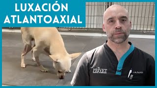 BIMBA SUFRE UNA LUXACIÓN ATLANTOAXIAL 🐕 Traumatología Veterinaria [upl. by Adnot]