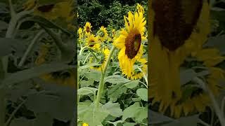 GIRASOLES SANTA ROSALÍA ESTADO PORTUGUESA sunflower venezuela llanosvenezolanos nature [upl. by Nawoj179]