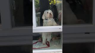 Maltese dog barking 🐕 [upl. by Leann]