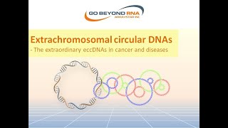 Extrachromosomal circular DNAs The extraordinary eccDNAs in cancer and diseases [upl. by Frazier]