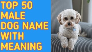 TOP 50 Most Popular Male Dog Names With Meaning  Reine O [upl. by Ferrel341]