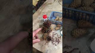 Extracting seeds from pine cones [upl. by Pia]